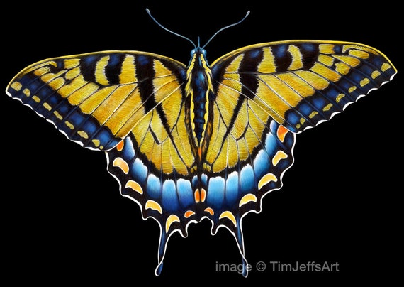 red spotted purple swallowtail butterfly sketch