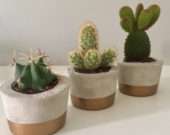 Trio of Concrete Rustic Cactus/Succulent Pots | Planters | Natural Gift | Cacti | Metalic Gold