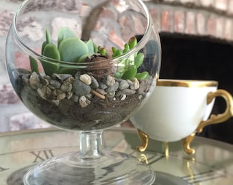 Succulent Terrarium DIY Kit