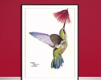 Hummingbird fine art print, Bird fine art print, coloured pencil bird drawing, bird artwork, fine art Giclee print, original animal art