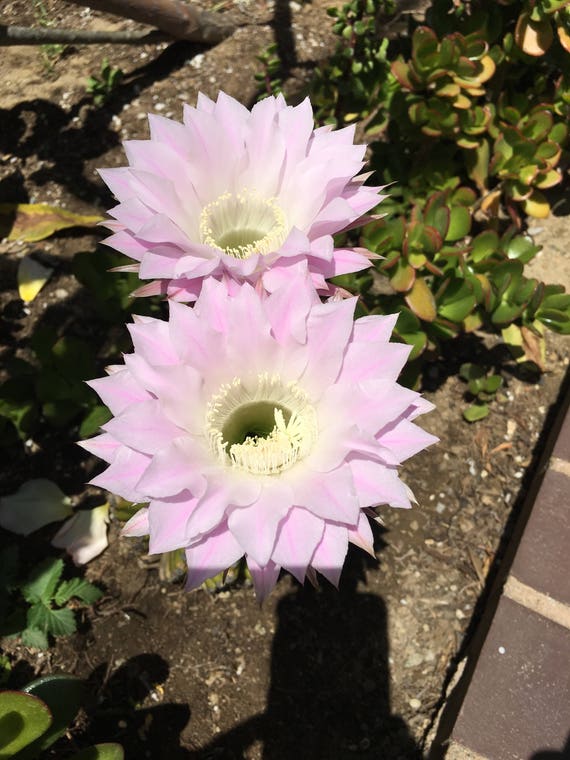 Live Cactus Trumpet Flower Cactus Aka