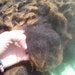 3 lb Black Corriedale/CVM