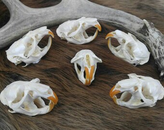 Real Animal Skull, Muskrat, Taxidermy, Vulture Culture, Oddities, Curiosities, Animal Bones, Bone Specimens, Wiccan Alter Decor, Goth Decor