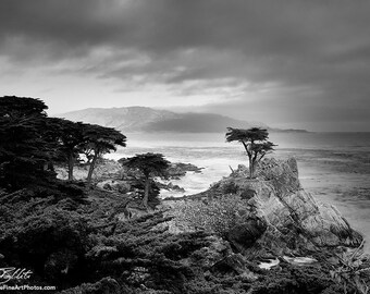 Lone Cypress Photo - Photograph of Lone Cypress in Monterey, California