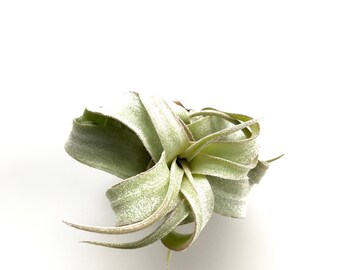 Tillandsia Streptophylla Air Plant