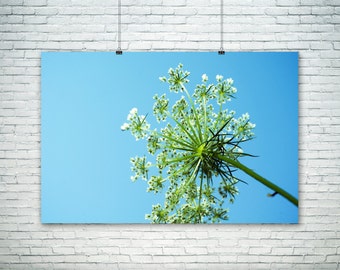 Large Flower Art Modern Photography Queen Anne's Lace Large Modern Wall Art Canvas Art Aqua Home Decor Nursery Decor Flower Photography