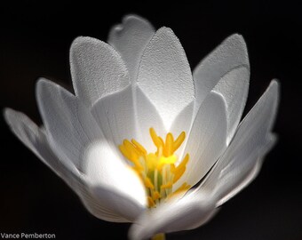 Flower-Photography-Nature-Home Decor-Art and Collectibles