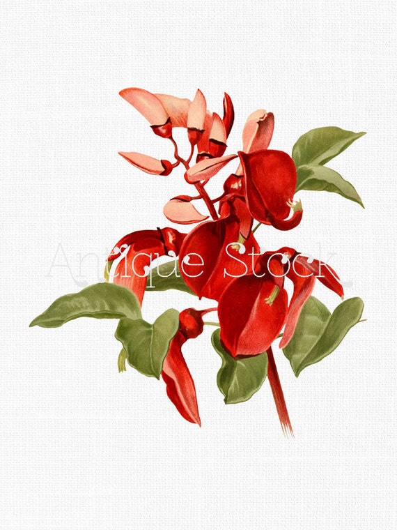 Vintage flor roja Clipart 'Ceibo' ilustración botánica