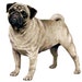 Pug Dog Counted Cross Stitch Pattern