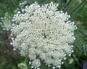 200 seeds queen anne's lace Free Shipping