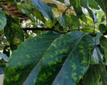 60 Fresh Avocado leaves