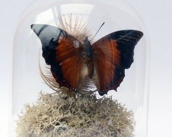 Glass Cloche Bell Jar Butterfly Display with dried thostle and raindeer moss