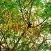 Moringa – Moringa seed oleifera-seed 100/500/1000 / 1 KG
