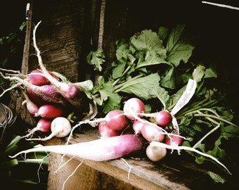 Organic Radish - Kitchen Art Decor - Wall Decor - Farmers Market Art - Radish Photograph - Nature Vegetable ( Food) Photography