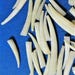South Pacific Dent Shells-Beads (H-066)