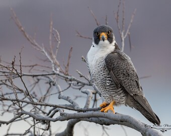 Peregrine Falcon Photo and/or Metal Print