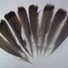 Wild Turkey feathers, Rio Grande Turkeys, Texas Wildlife, Turkey Tail feathers, All natural, No dyes, Free roam, Floral accents, Western
