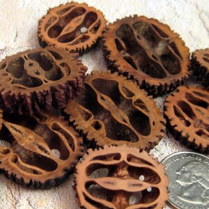 12 Black Walnut Slices-assorted sizes