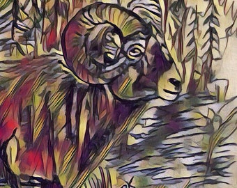 Colorado big horn sheep
