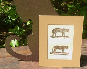 BUFFON * lithograph Panthers