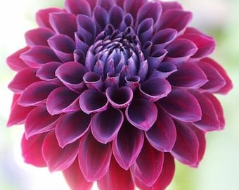 Black Blood Dahlia Flower Seeds / Annual 10+