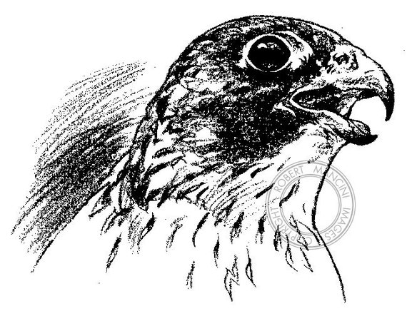 Peregrine Falcon pencil drawing bird art wildlife art