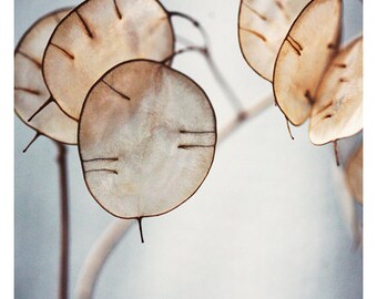 Nature Photograph - Lunaria Photograph - Flower Photography - Blue Art - There Is Hope - Fine Art Photograph - Alicia Bock - Floral Art