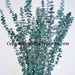 Preserved Green Eucalyptus | Dried Eucalyptus | Green Flowers | Eucalyptus
