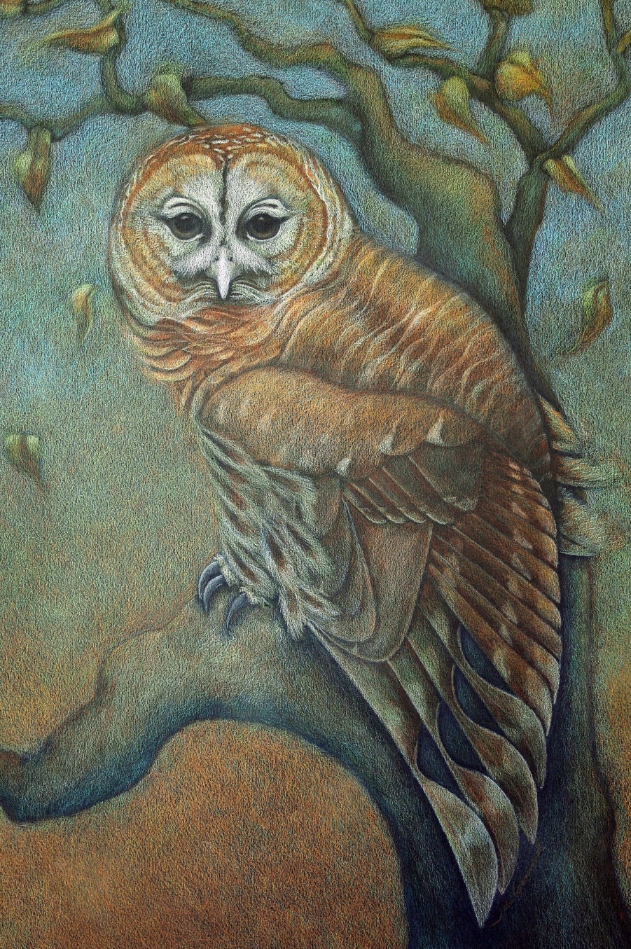 It is a picture of Eloquent Barred Owl Drawing It's just a photo of Eloquent Barred Owl Drawing