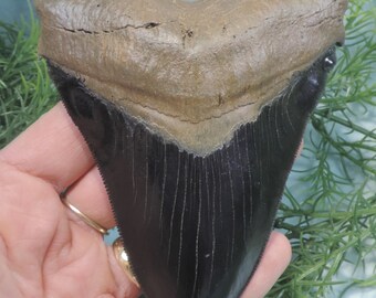 Beautiful 5'' Megalodon Tooth Replica!!