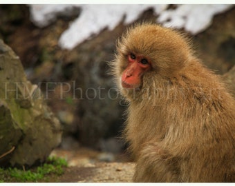 Snow Monkey Photography Immediate Download