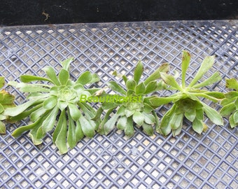 5 Aeonium Succulent Cuttings