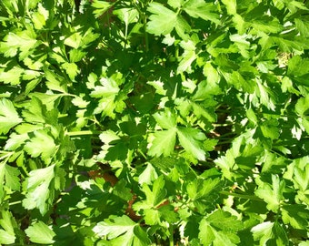 Organic Parsley ~ Hermit Crab Food