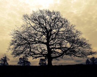 Tree Silhouette greetings card,birthday,blank inside.
