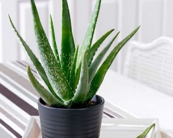 Aloe Vera - Cactus Succulent Live Plant with roots