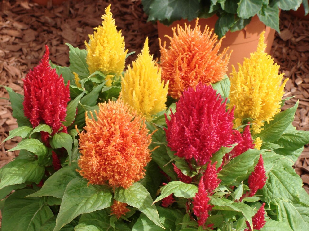 Celosia argentea Plumosa Cockscomb Woolflower Mix Pink