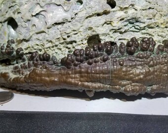 Super Rare 1 of a kind never scene before prehistoric Abalone sgell. Really thick& heavy. Dinosaur