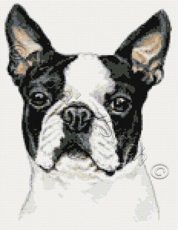 Boston Terrier counted cross stitch kit