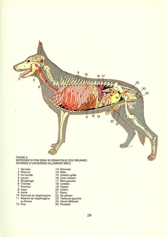 Hund Anatomie Plakat 1975 Vintage Hund Organe Plakat