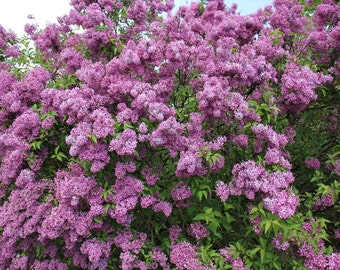 1 Purple Old Fashion LILAC BUSH - Potted Plant The Most Fragrant Lilac 9 -14"Tall