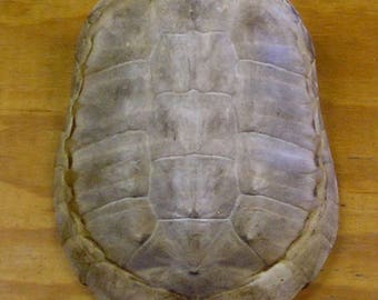 Snapping Turtle Shell 