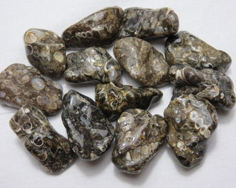 Turritella Healing Stone Healing Crystal Record Keeper Chakra Reiki Energy Meditation Spiritual lot a