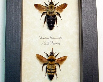 Real Framed Rare Bombus Bumble Bee Set 8068S