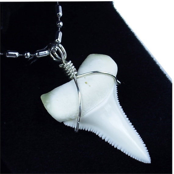 GemShark Real Great White Shark Tooth Necklace 1.4 inch