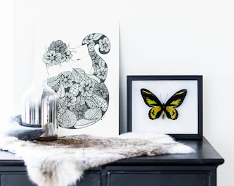 Real framed butterfly: Ornithoptera rotshildi // RARE // birdwing butterfly