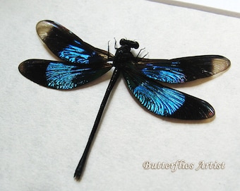 Sapphire Blue Real Dragonfly Damselfly Calopteryx Virgo Entomology Collectible In Shadowbox