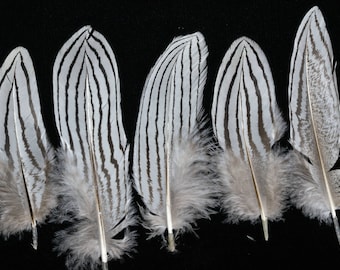 set of 6 natural silver pheasant feathers