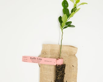Kaffir Lime Tree - 12" Micro-budded Citrus Tree