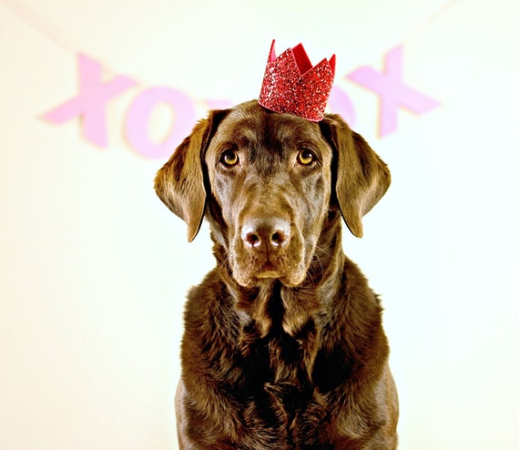 Dog Birthday Hat || February Birthday || Dog Birthday || Birthday Crown Glitter Red || Pet Portrait