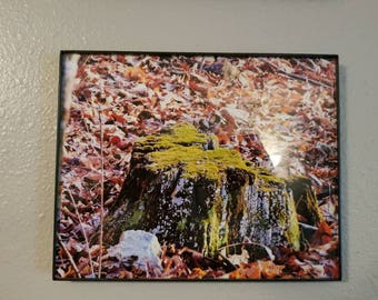 Autumn tree stump